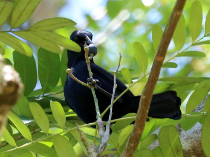 Dives dives comiendo fruto de Aceituno