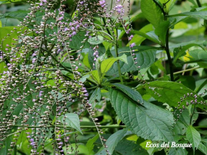 Eirmocephala brachiata