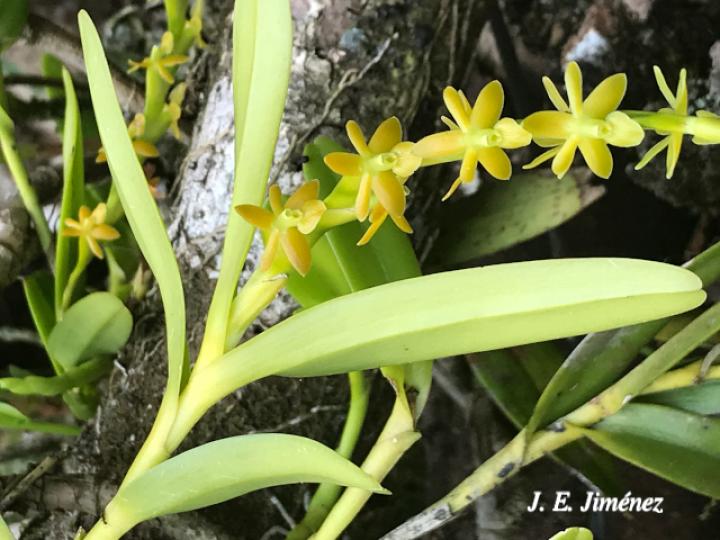 Epidendrum cardiophorum