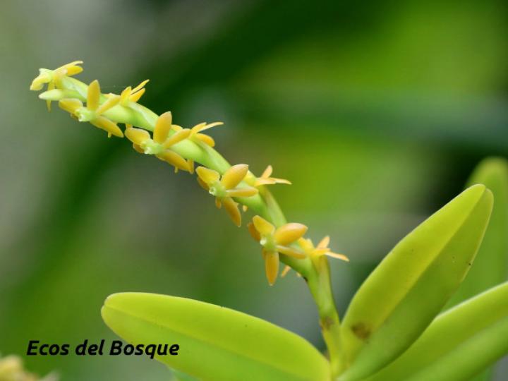Epidendrum cardiophorum