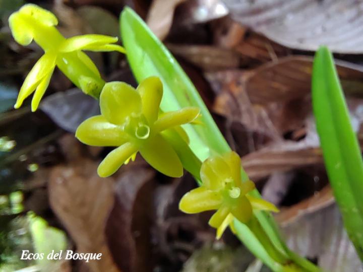 Epidendrum cardiophorum