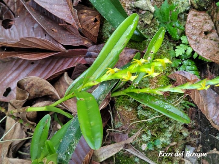 Epidendrum cardiophorum