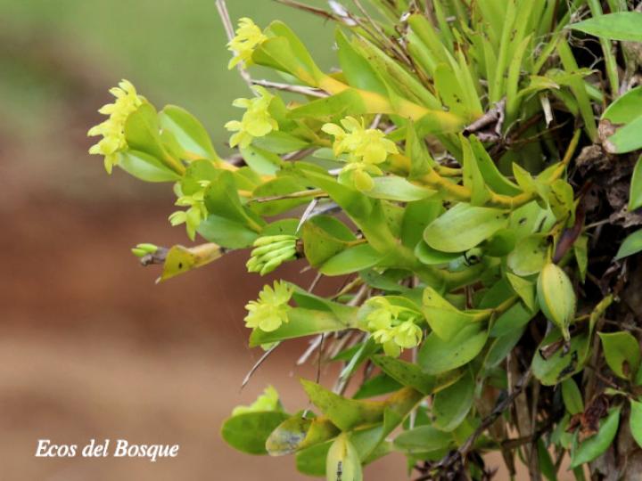 Epidendrum hunterianum