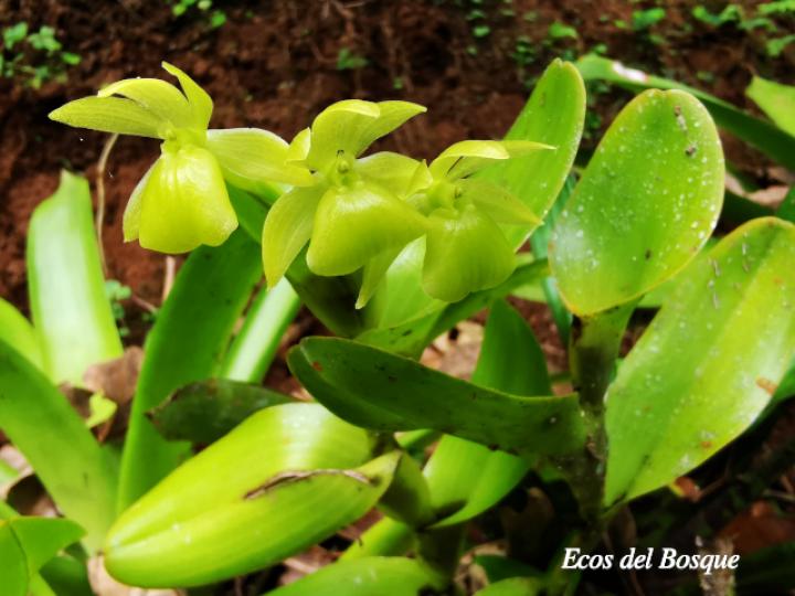 Epidendrum hunterianum