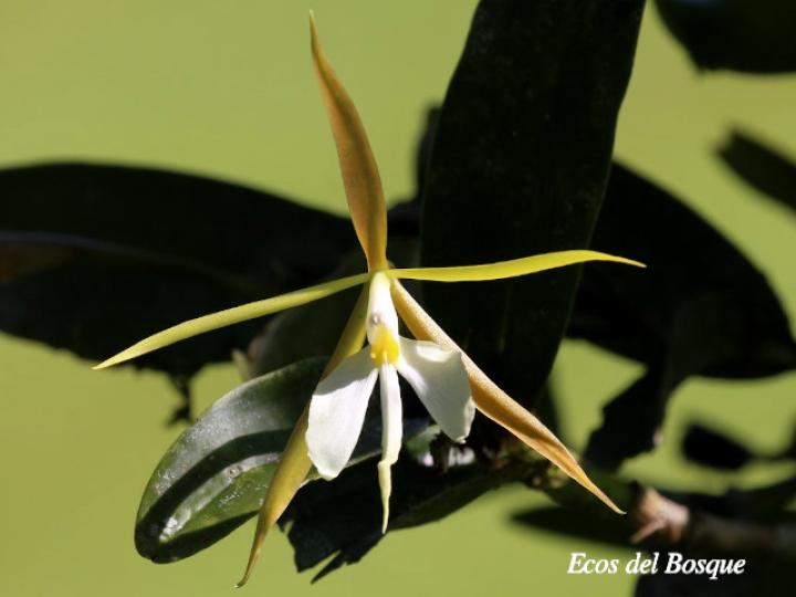 Epidendrum nocturnum