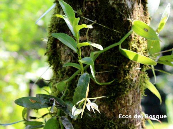 Epidendrum nocturnum