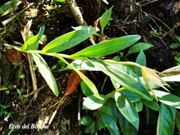 Epidendrum nocturnum
