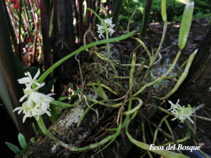 Epidendrum octomerioides
