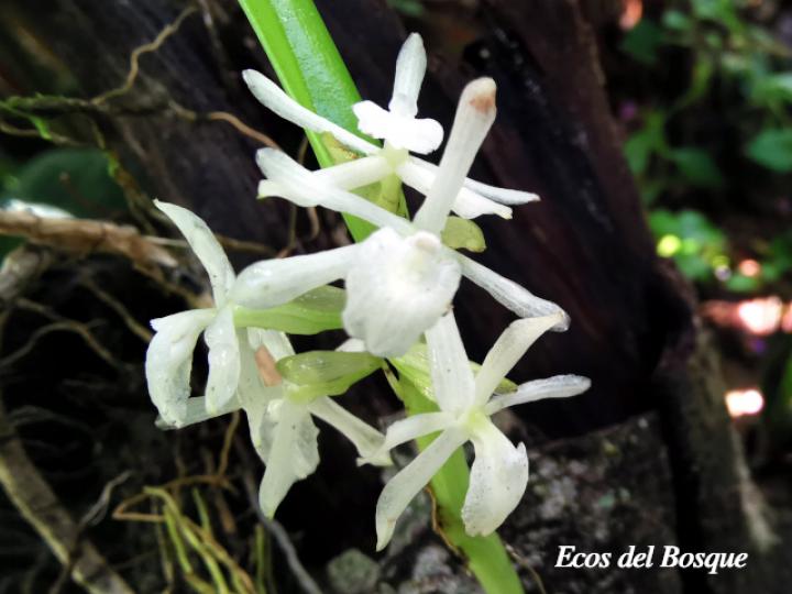 Epidendrum octomerioides
