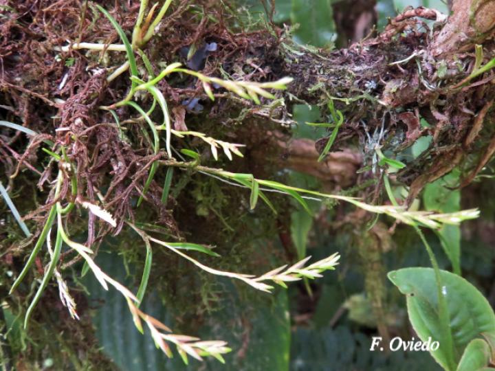 Epidendrum paranthicum