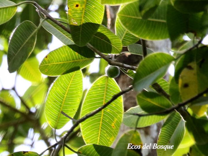 Ficus insipida (Higuera blanca)
