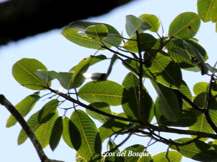 Ficus insipida (Higuera blanca)