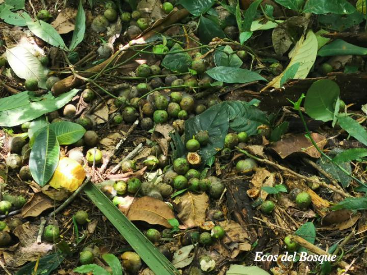 Ficus insipida (Higuera blanca)