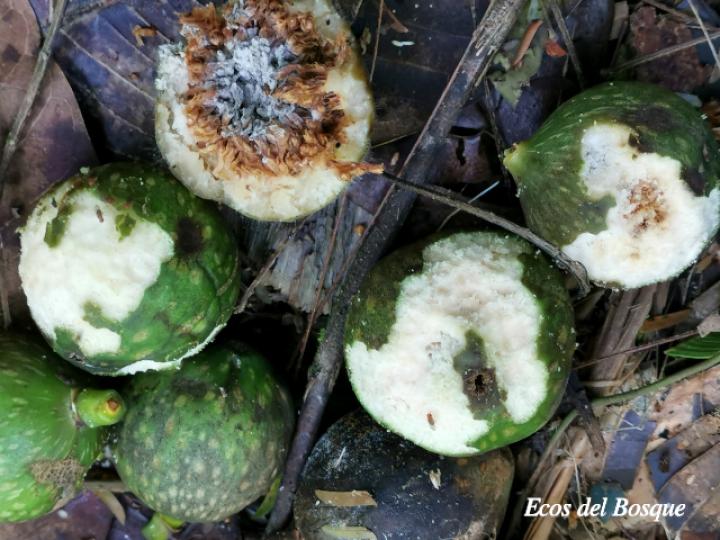 Ficus insipida (Higuera blanca)