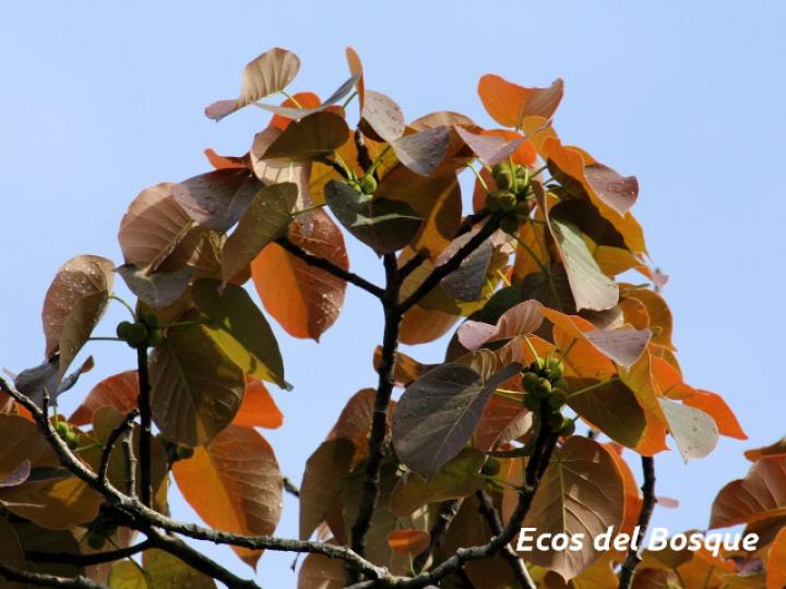 Ficus nymphaeifolia (Higuerón)