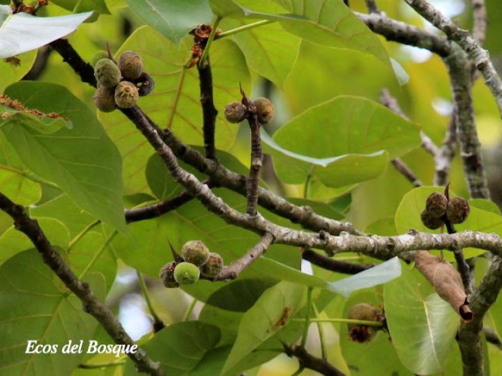 Ficus nymphaeifolia (Higuerón)