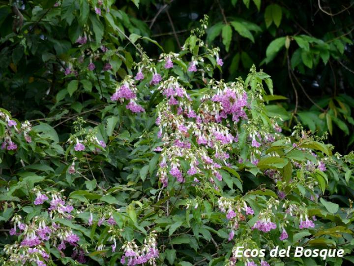 Fridericia schumanniana (Basto colorado)
