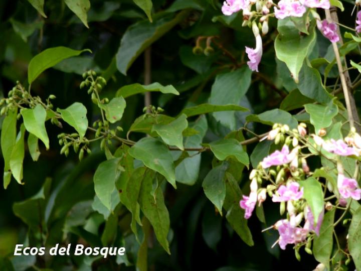 Fridericia schumanniana (Basto colorado)