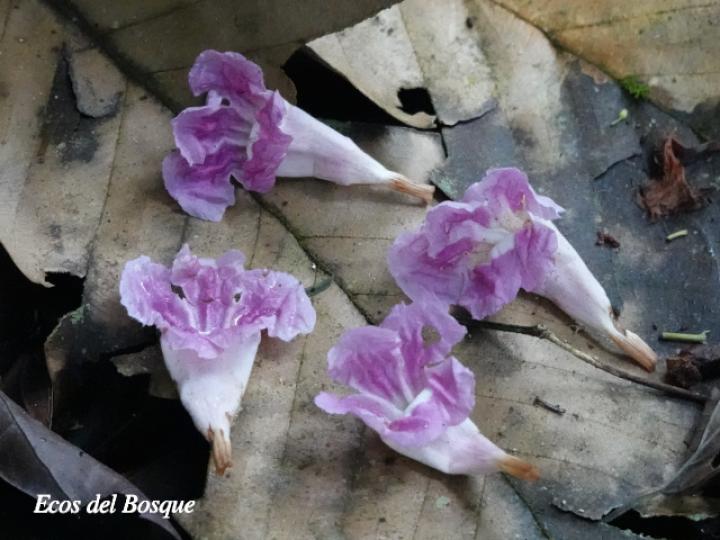 Fridericia schumanniana (Basto colorado)