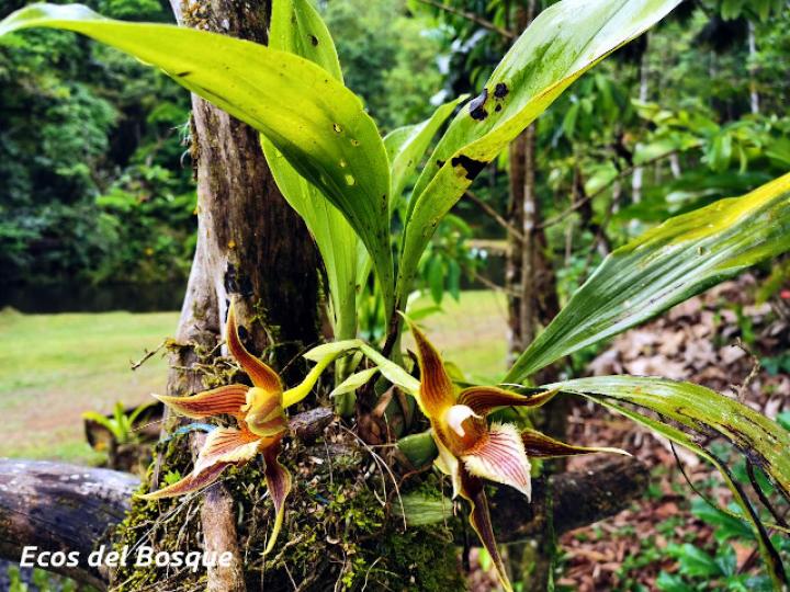 Galeottia grandiflora