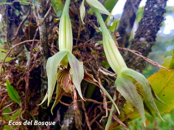 Galeottia grandiflora