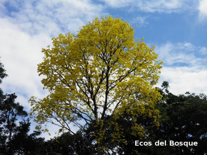 Handroanthus guayacan (Cortez Amarillo, Corteza)