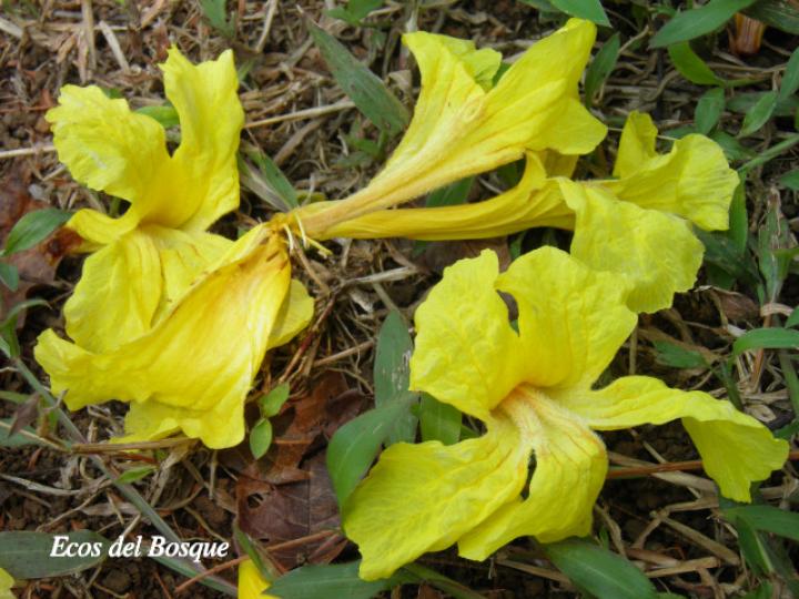Handroanthus guayacan (Cortez Amarillo, Corteza)