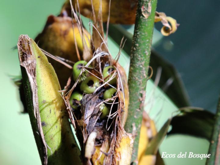 Heliconia umbrophilla