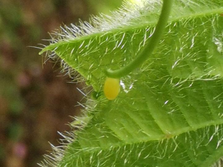 Huevo de Heliconius melpomene rosina en Passiflora menispermifolia