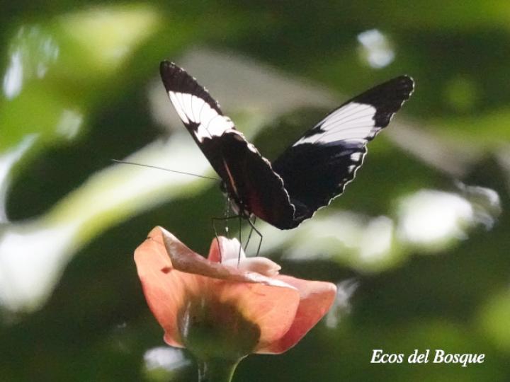 Heliconius sapho leuce