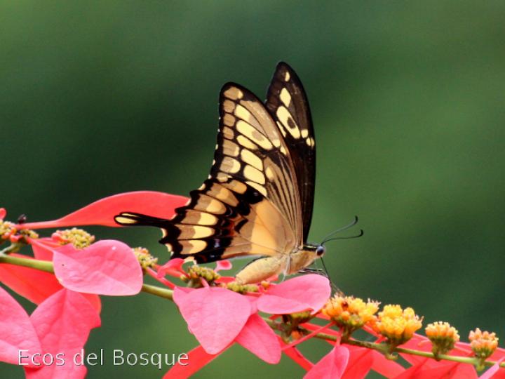 Heraclides thoas nealces