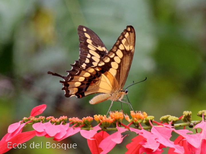 Heraclides thoas nealces