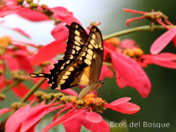 Heraclides thoas nealces