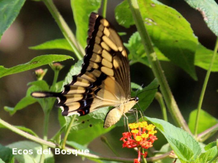 Heraclides thoas nealces