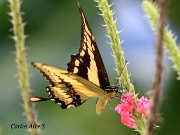 Heraclides thoas nealces