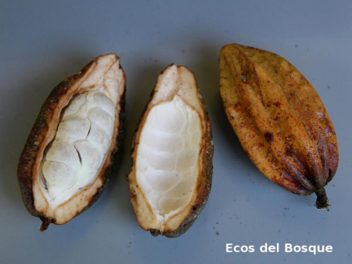 Herrania purpurea (Cacao de momo)