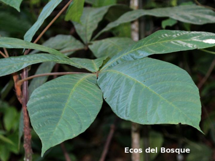 Herrania purpurea (Cacao de momo)