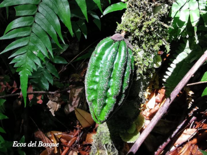 Herrania purpurea (Cacao de momo)