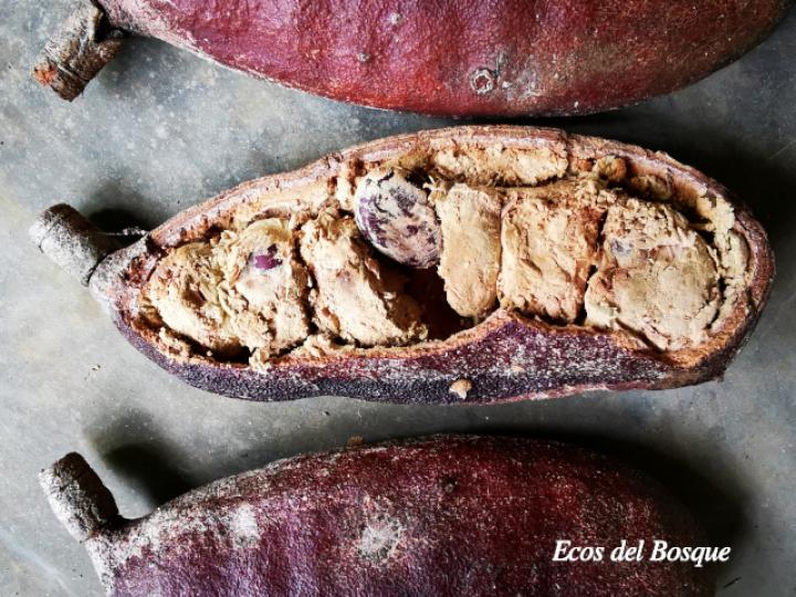 Hymenaea courbaril (Guapinol)