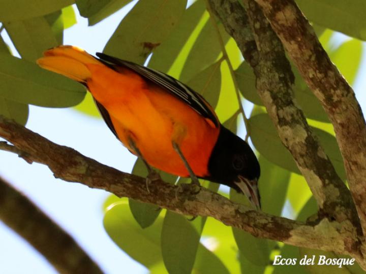 Icterus galbula después de comer fruto de Aceituno