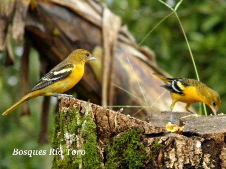 Icterus galbula (Cacique veranero)
