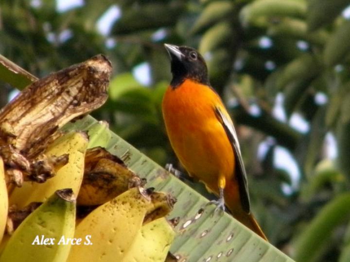 Icterus galbula (Cacique veranero)