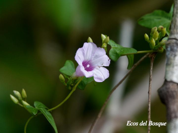 Ipomoea ramosissima (Churristate)