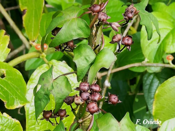 Ipomoea ramosissima (Churristate)