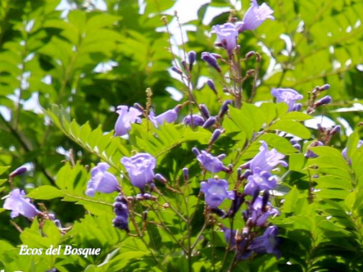Jacaranda copaia (Gallinazo) Jacaranda copaia (Gallinazo)