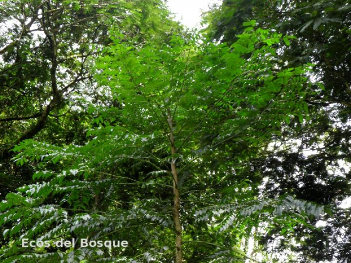 Jacaranda copaia (Gallinazo) Jacaranda copaia (Gallinazo)