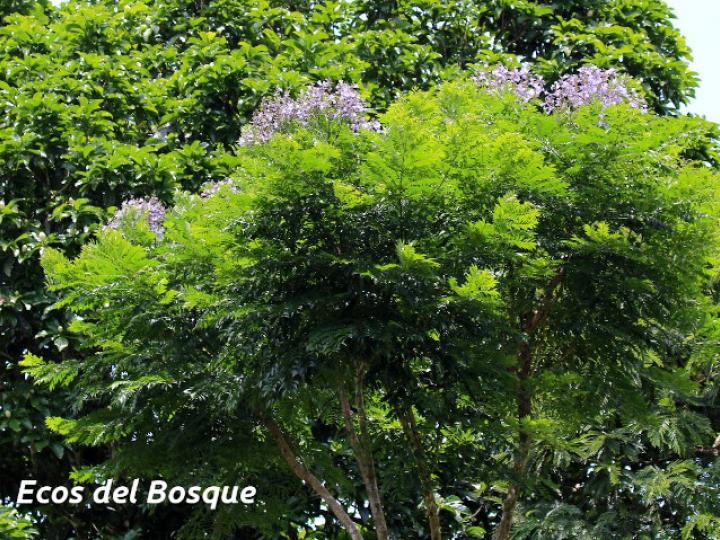 Jacaranda copaia (Gallinazo) Jacaranda copaia (Gallinazo)