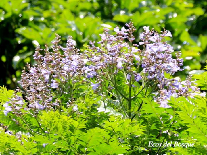 Jacaranda copaia (Gallinazo) Jacaranda copaia (Gallinazo)