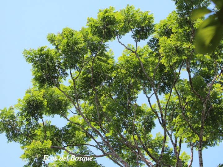 Jacaranda copaia (Gallinazo) Jacaranda copaia (Gallinazo)
