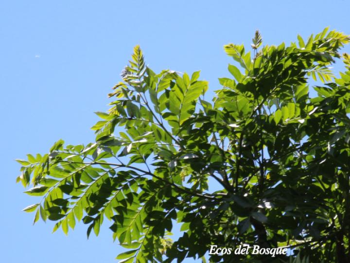 Jacaranda copaia (Gallinazo) Jacaranda copaia (Gallinazo)
